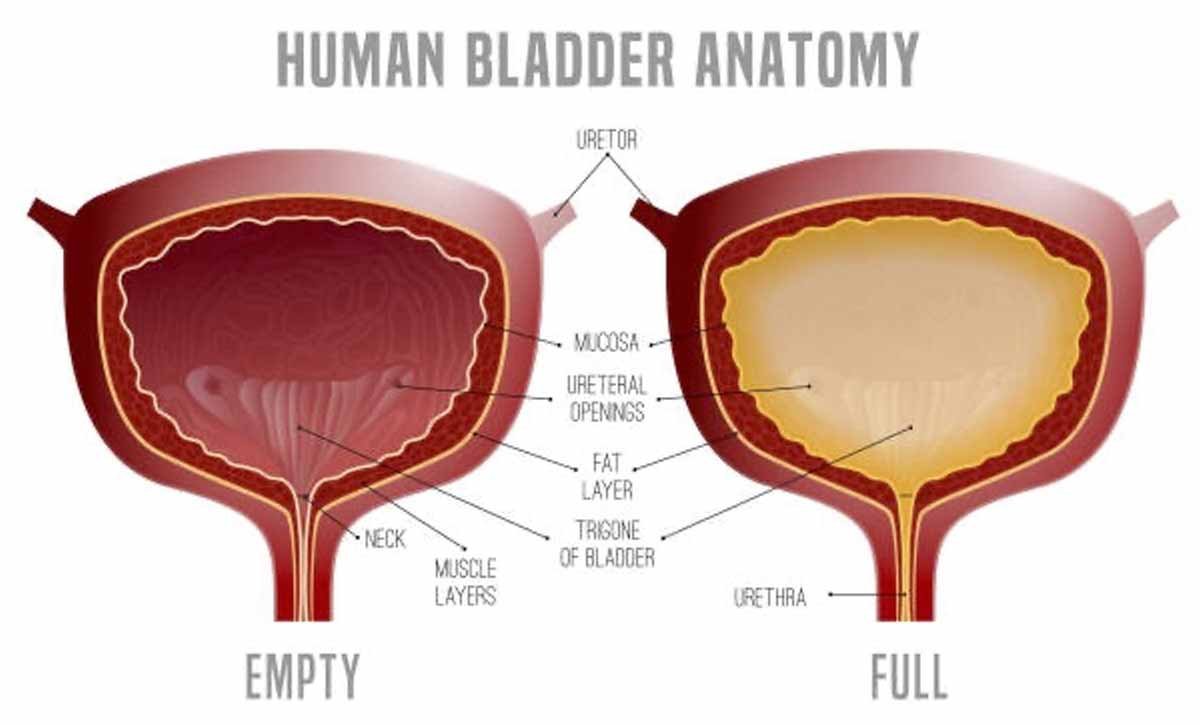 Healthy Bladder & Pelvic Floor | Engage PT